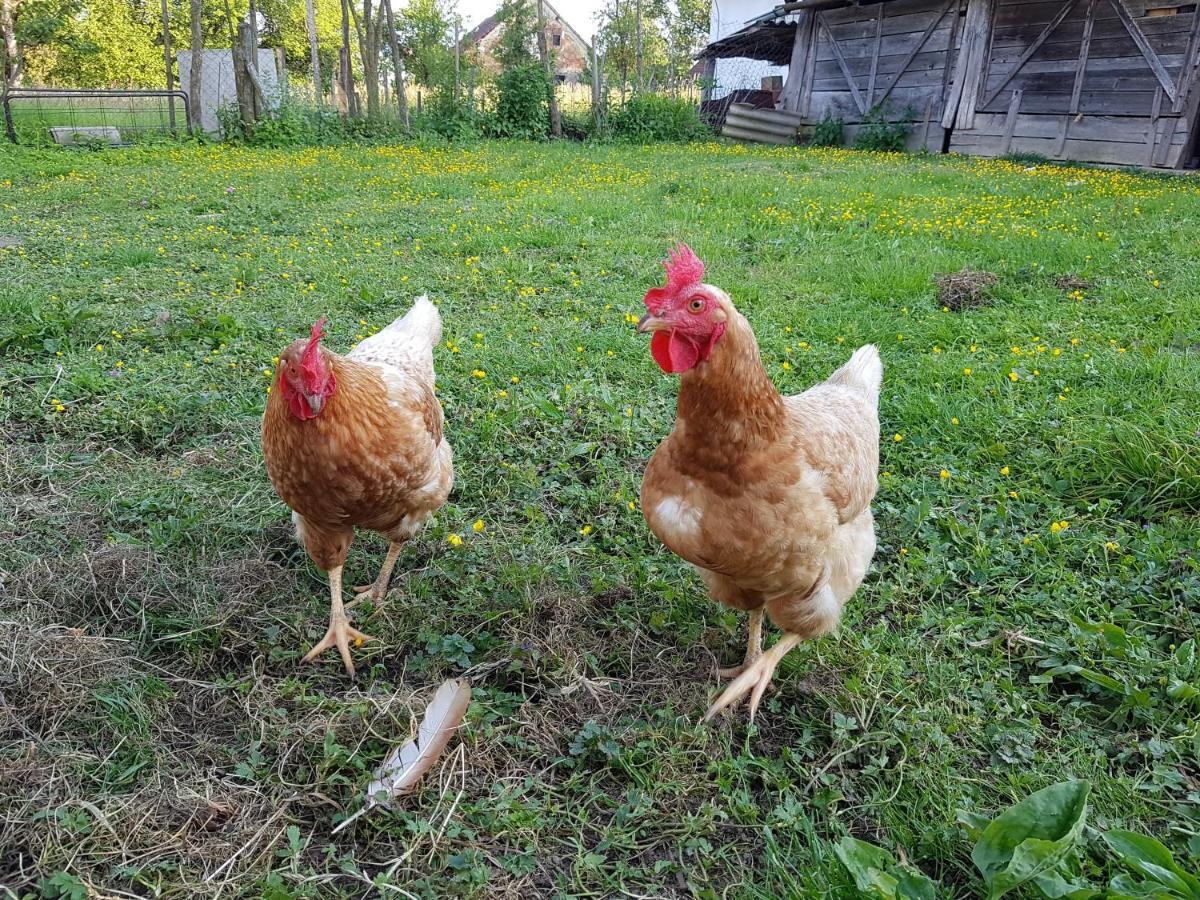 Homestay Kapl Ledinek Εξωτερικό φωτογραφία